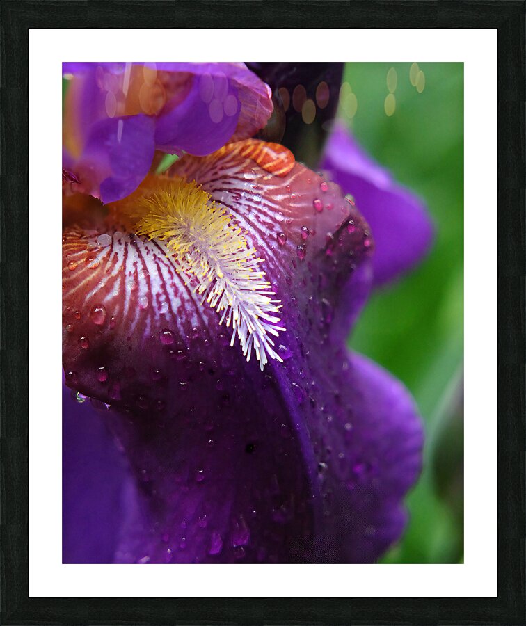 FlowersPlants 30 Picture Frame print