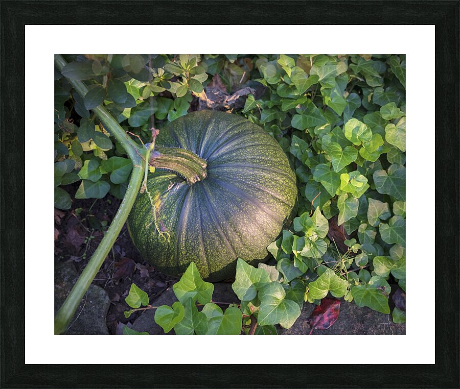 FlowersPlants 31 Picture Frame print
