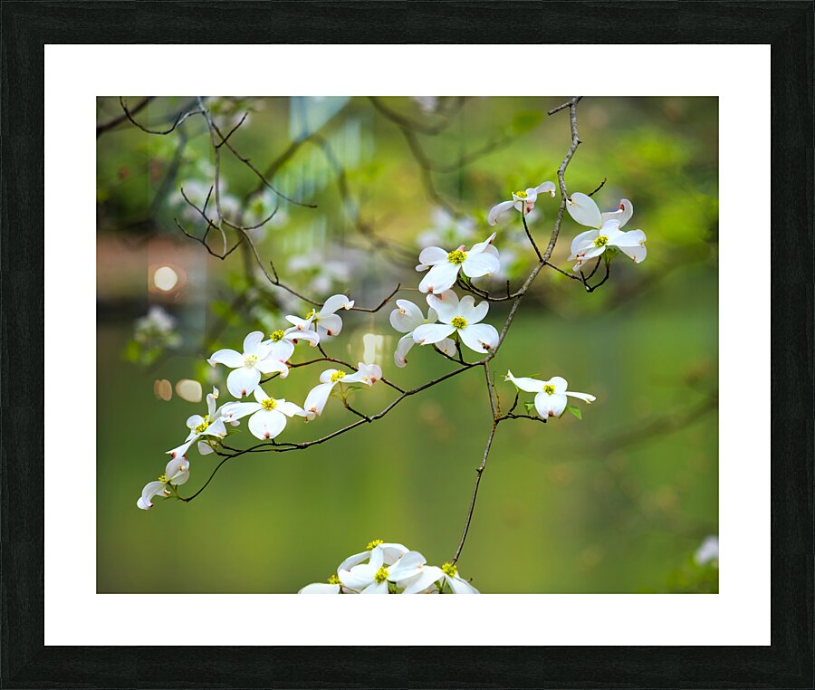 FlowersPlants 33 Picture Frame print