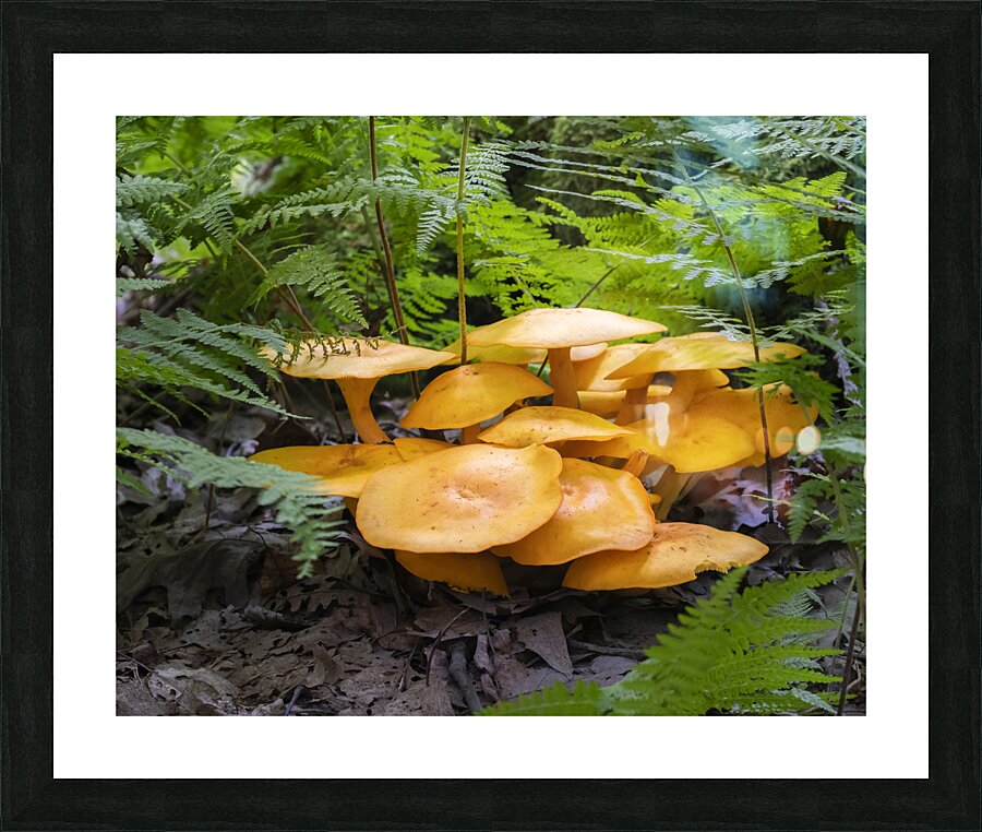 FlowersPlants 34 Picture Frame print