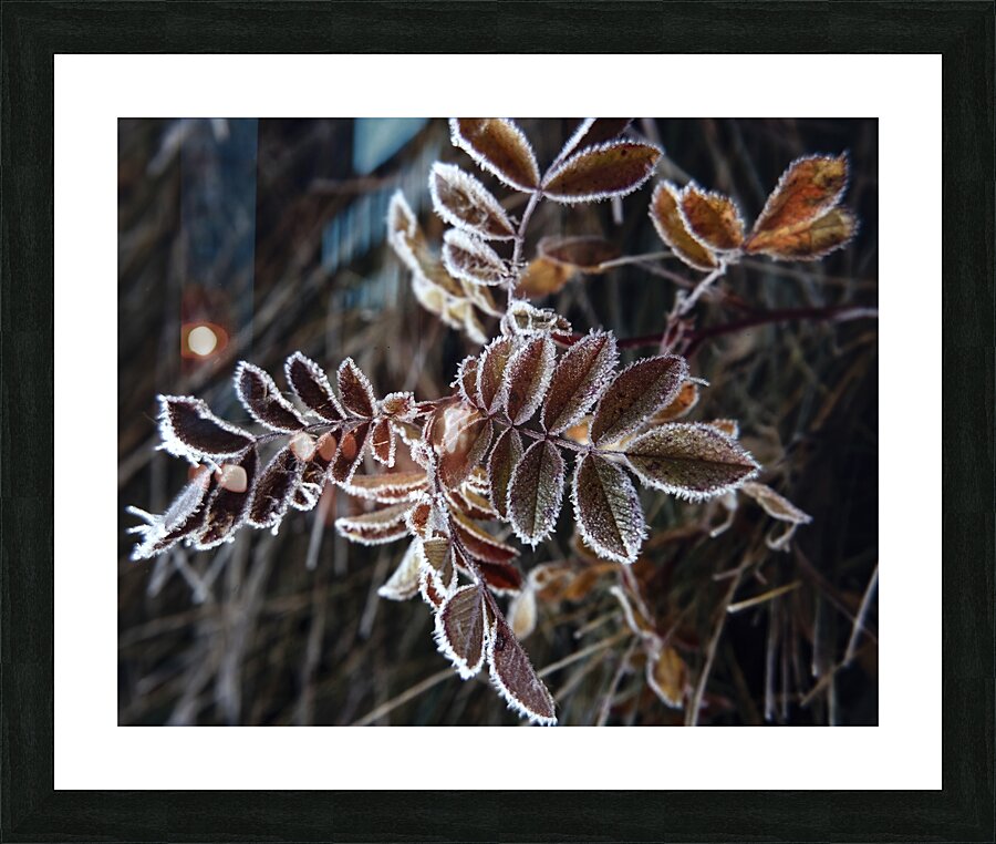 FlowersPlants 35 Picture Frame print