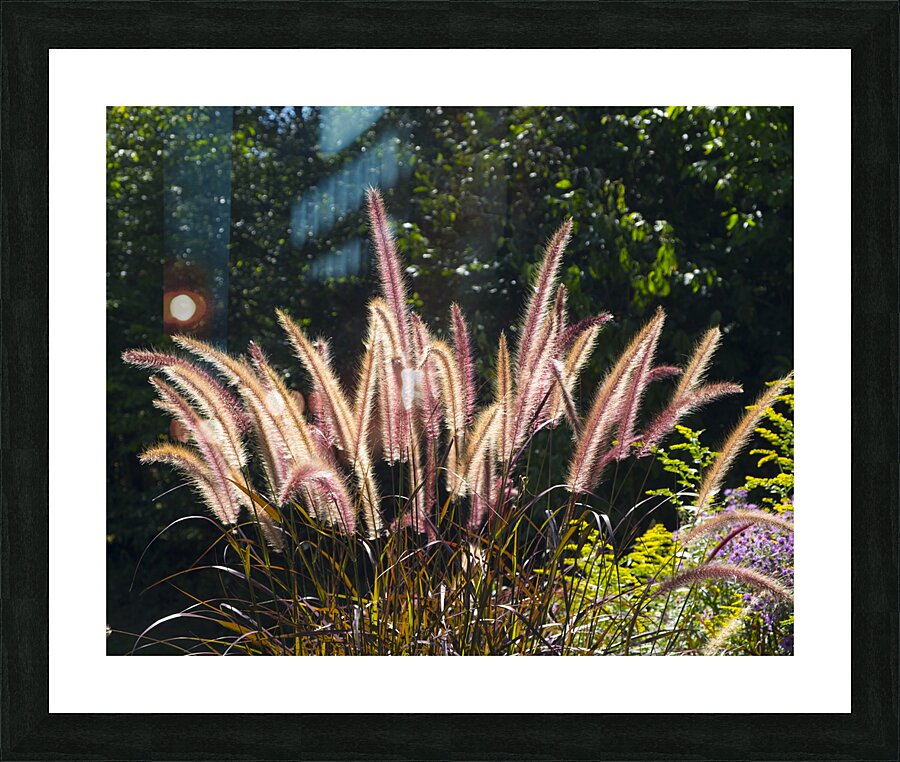 FlowersPlants 36 Picture Frame print