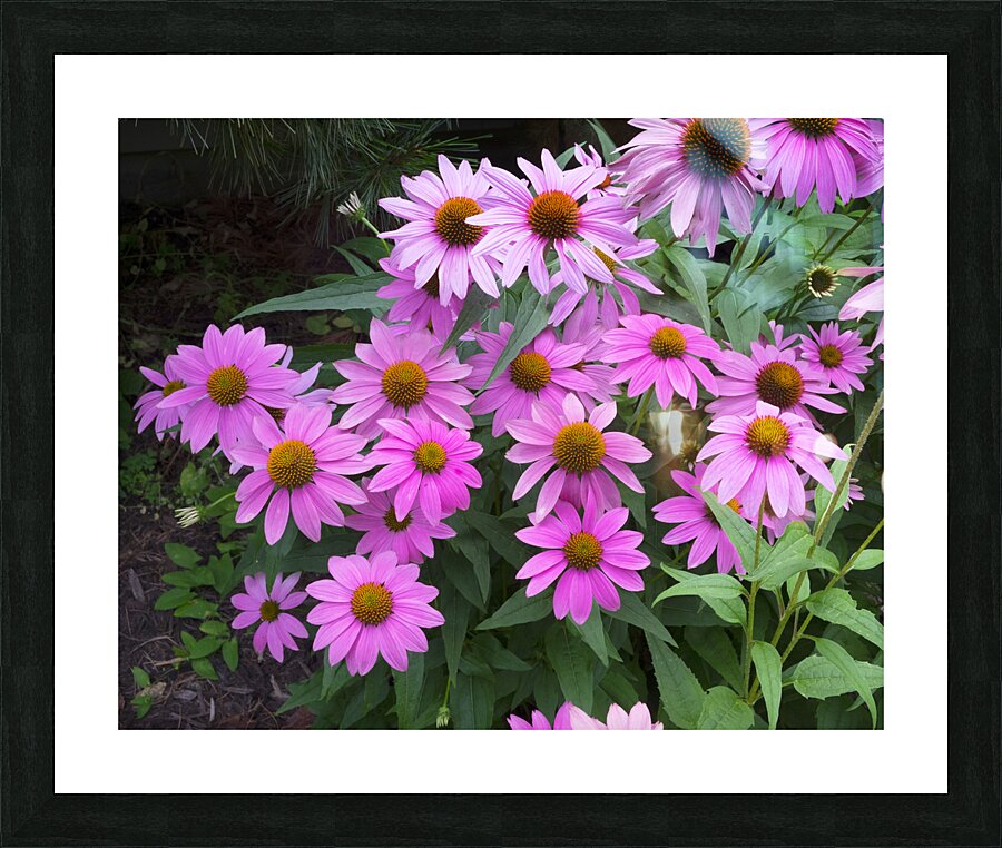FlowersPlants 37 Picture Frame print
