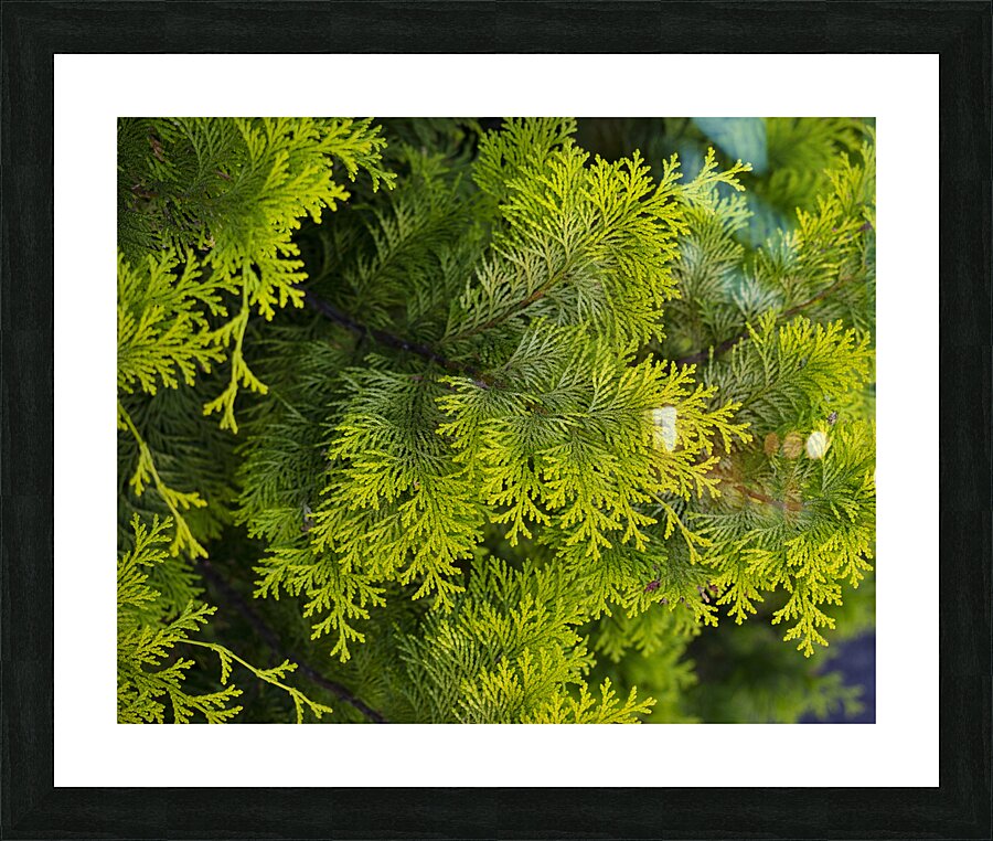 FlowersPlants 38 Picture Frame print