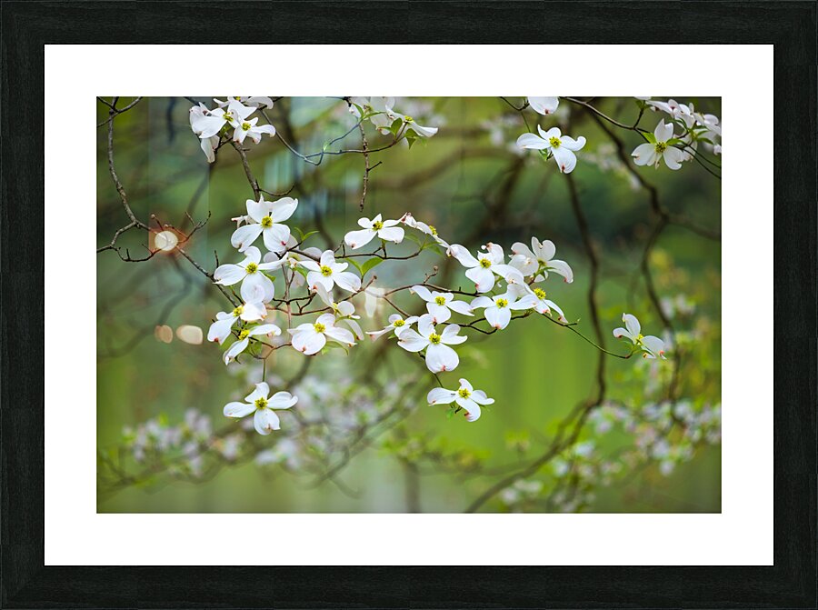 FlowersPlants 39 Picture Frame print