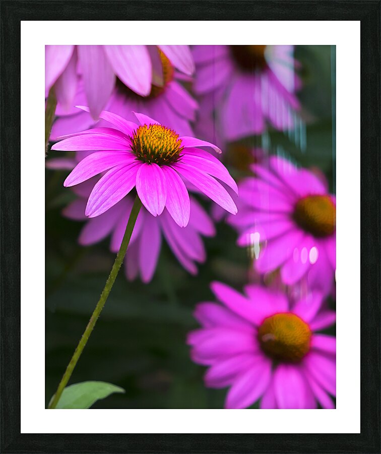 FlowersPlants 41 Picture Frame print