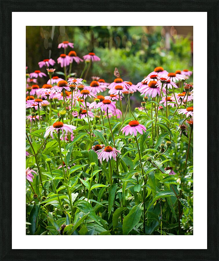 FlowersPlants 43 Picture Frame print