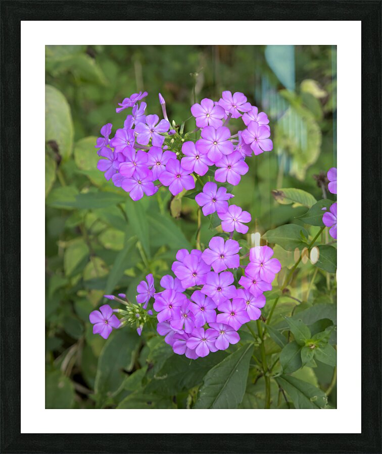 FlowersPlants 46 Picture Frame print