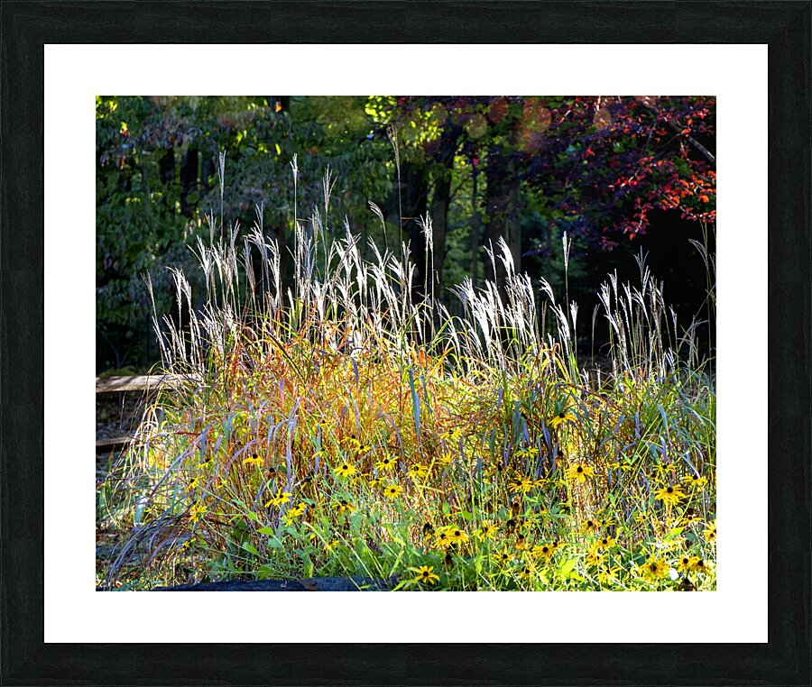 FlowersPlants 48 Picture Frame print