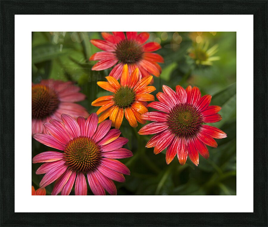 FlowersPlants 50 Picture Frame print