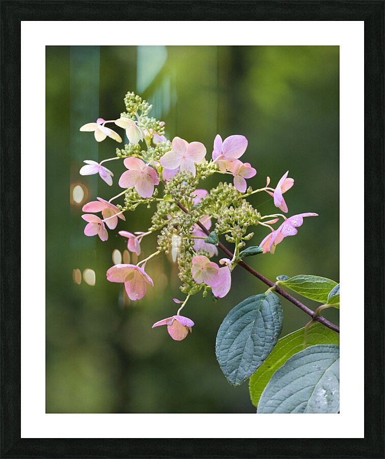 FlowersPlants 52 Picture Frame print