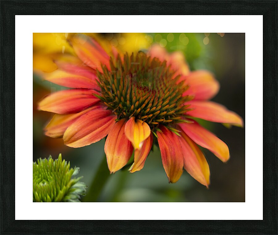 FlowersPlants 53 Picture Frame print