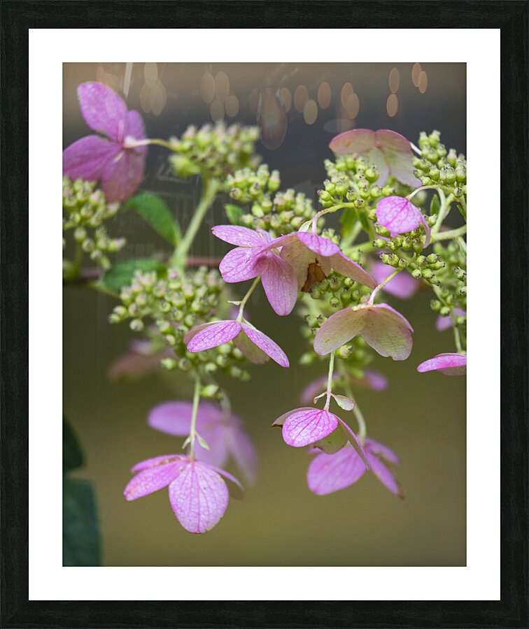 FlowersPlants 56 Picture Frame print