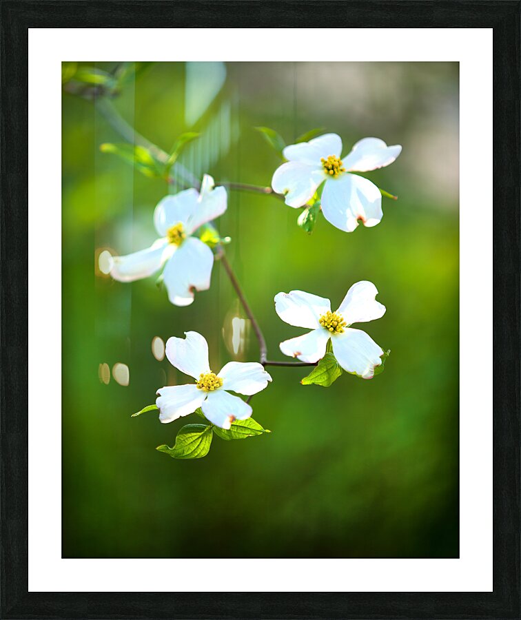 FlowersPlants 58 Picture Frame print