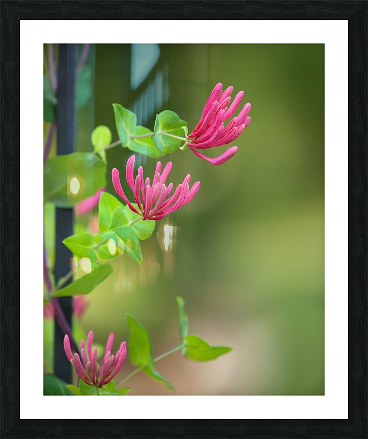FlowersPlants 61 Picture Frame print
