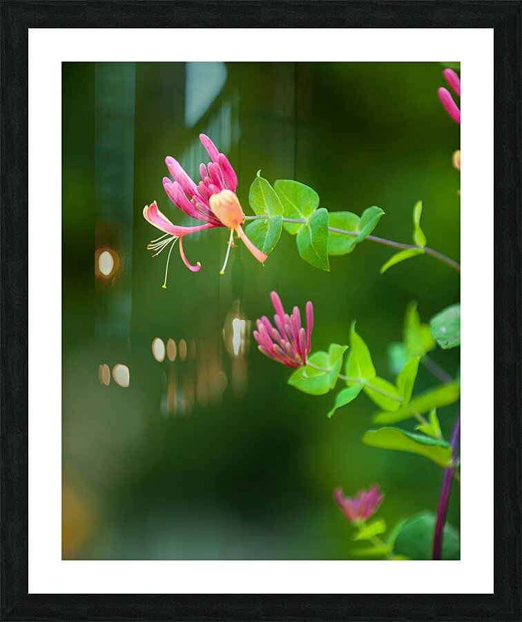 FlowersPlants 62 Picture Frame print