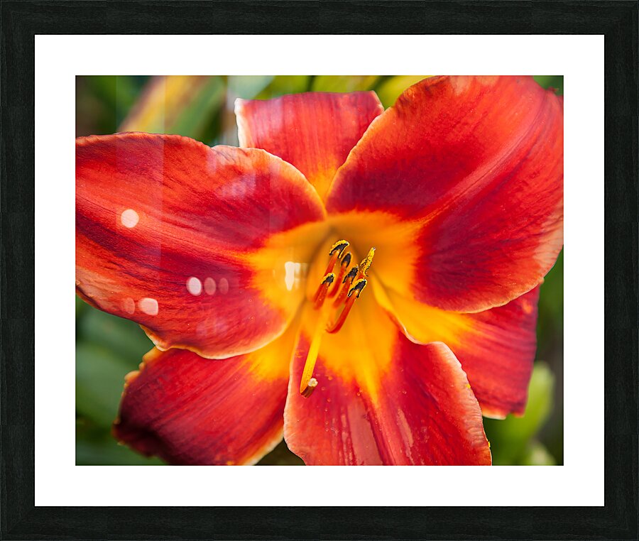FlowersPlants 65 Picture Frame print