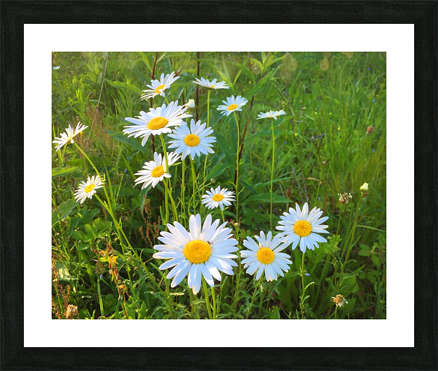 FlowersPlants 66 Picture Frame print