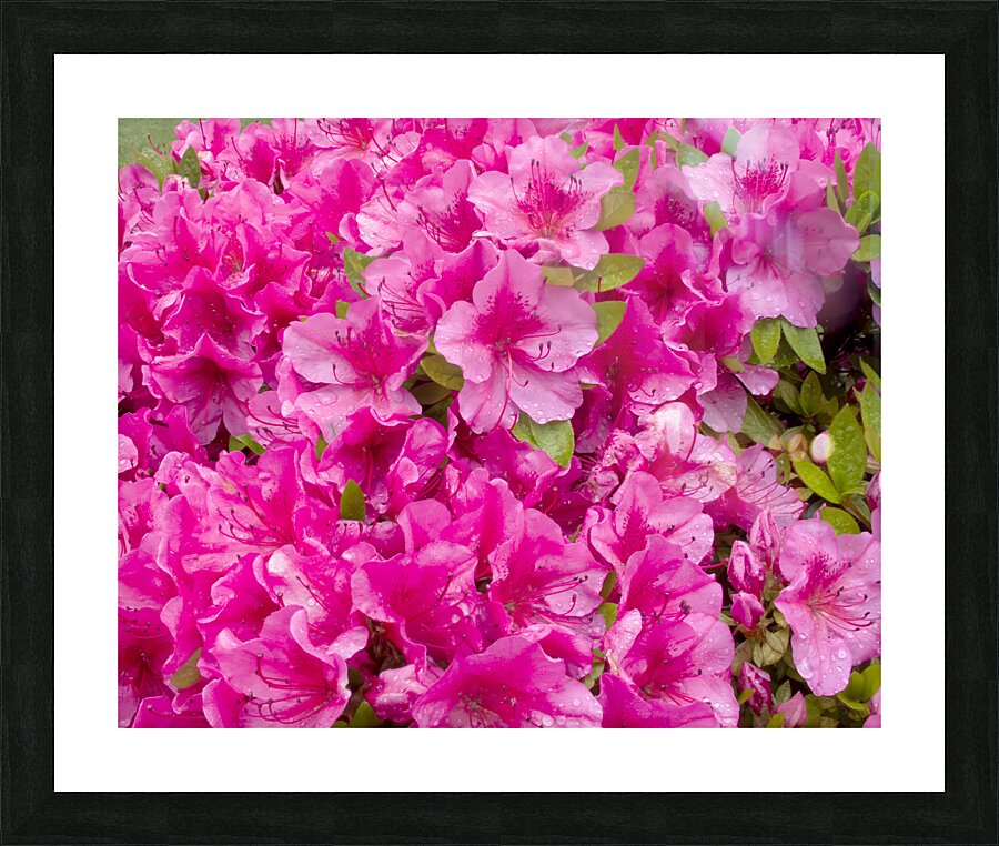 FlowersPlants 67 Picture Frame print