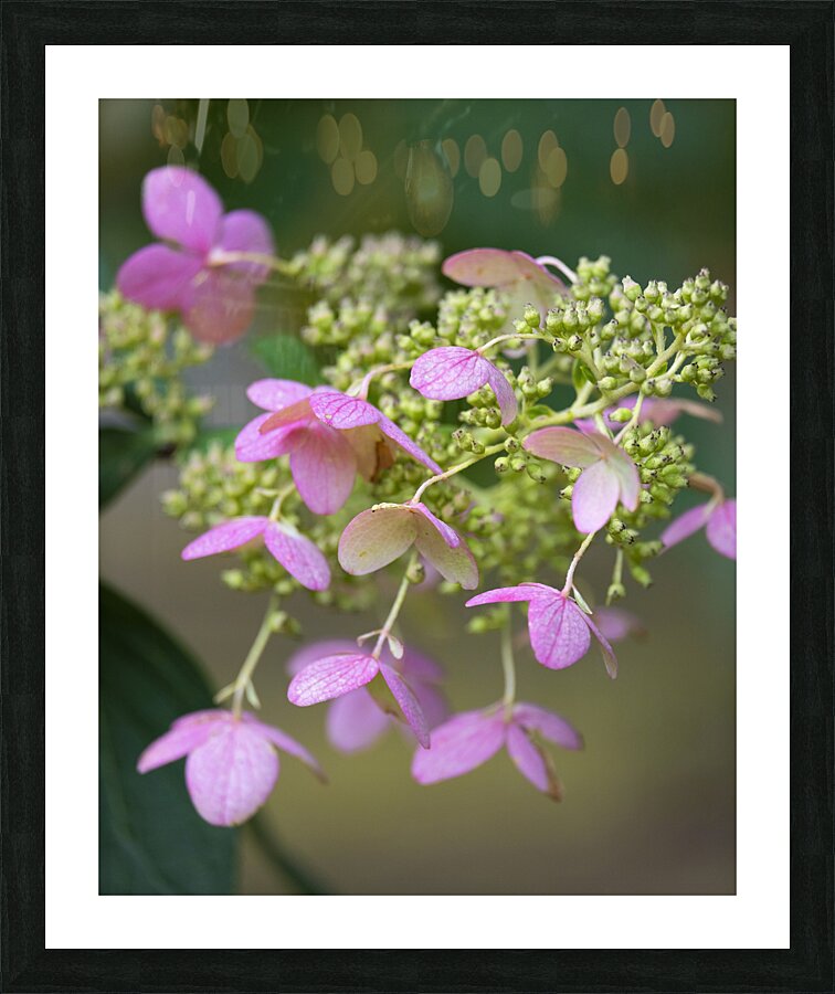 FlowersPlants 68 Picture Frame print
