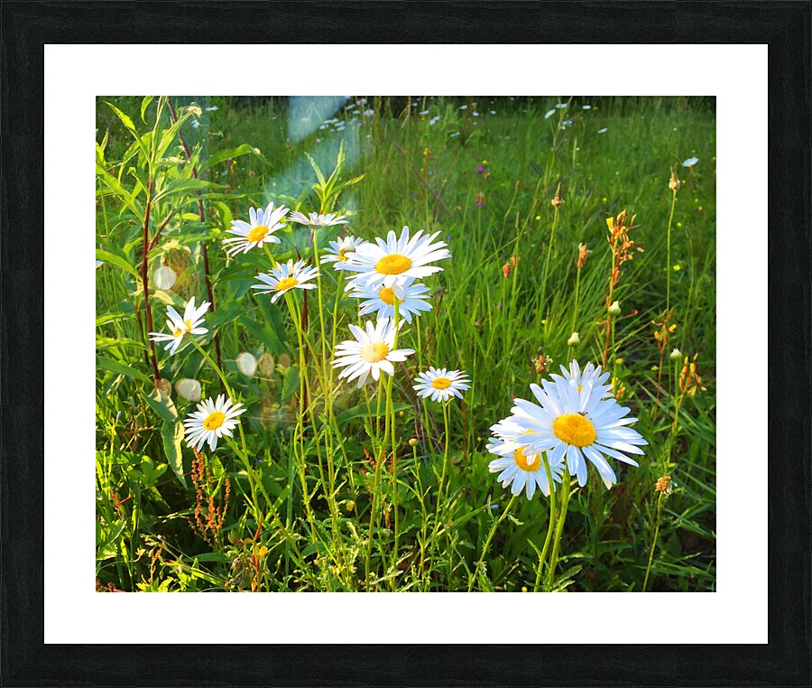 FlowersPlants 71 Picture Frame print