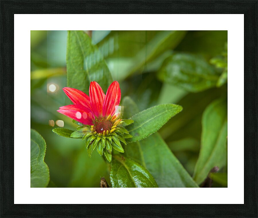 FlowersPlants 72 Picture Frame print