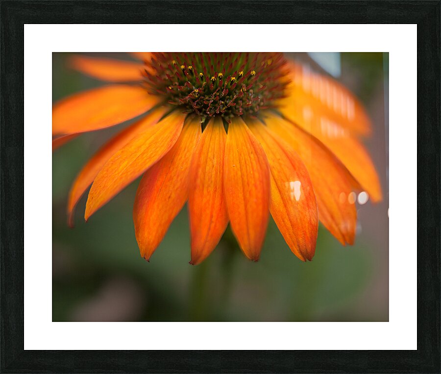 FlowersPlants 74 Picture Frame print