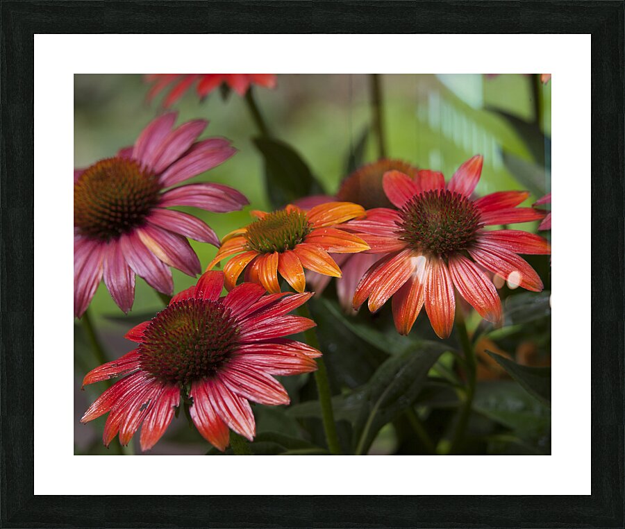 FlowersPlants 76 Picture Frame print
