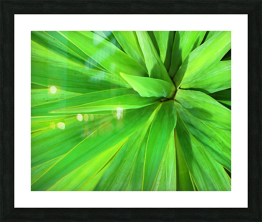 FlowersPlants 77 Picture Frame print