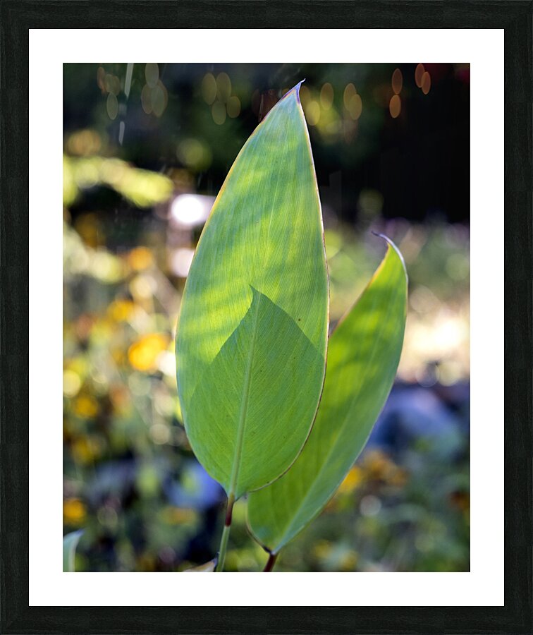 FlowersPlants 78 Picture Frame print