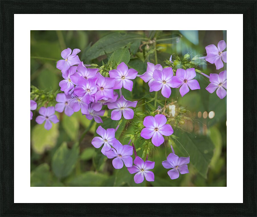 FlowersPlants 80 Picture Frame print