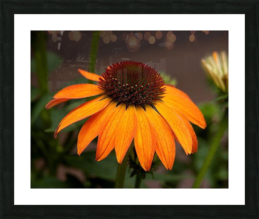 FlowersPlants 81 Picture Frame print