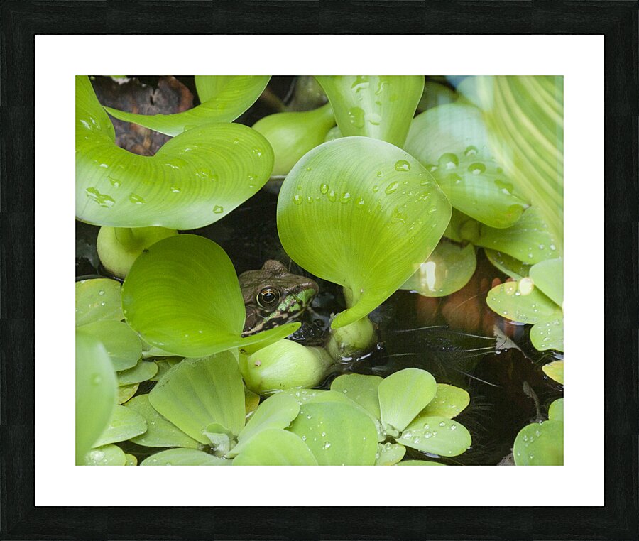 FlowersPlants 82 Picture Frame print