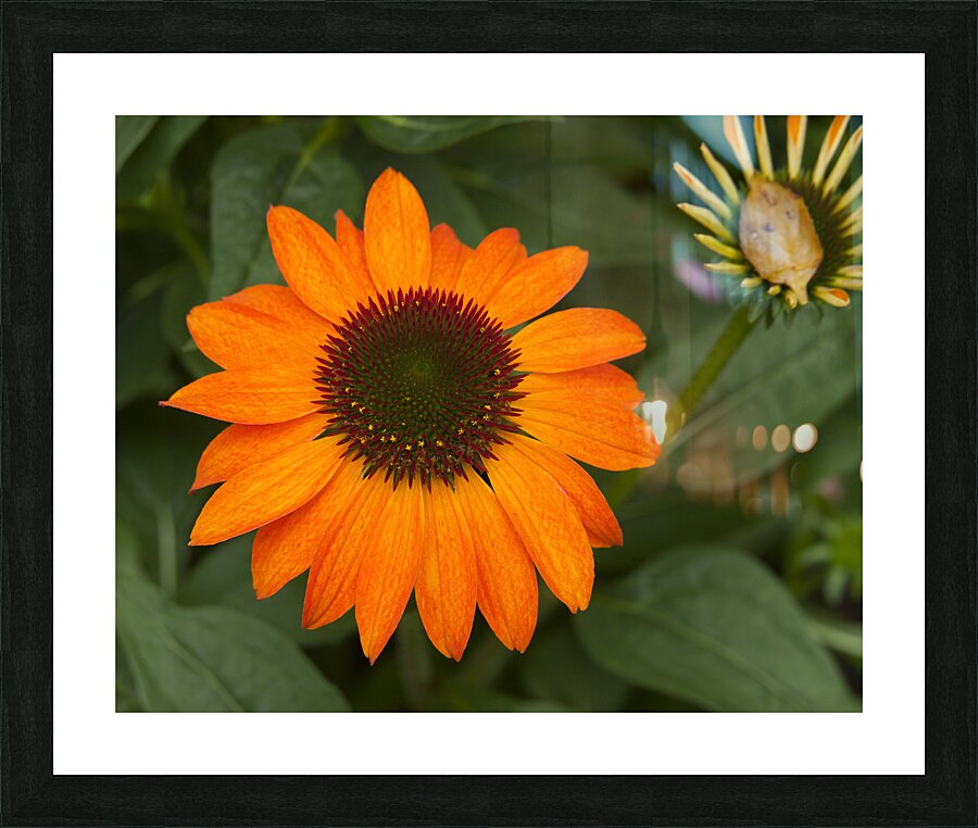 FlowersPlants 84 Picture Frame print