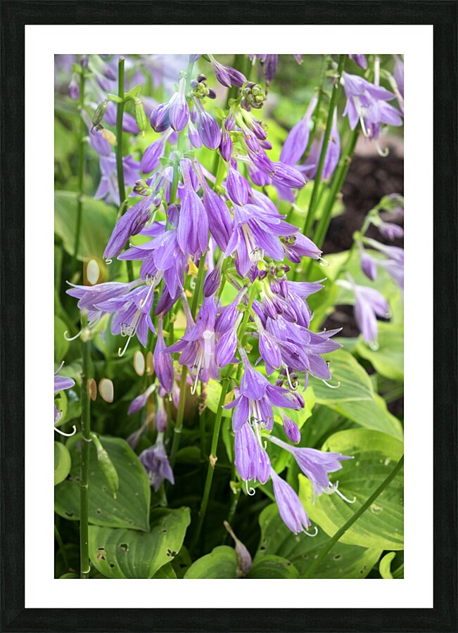 FlowersPlants 87 Picture Frame print