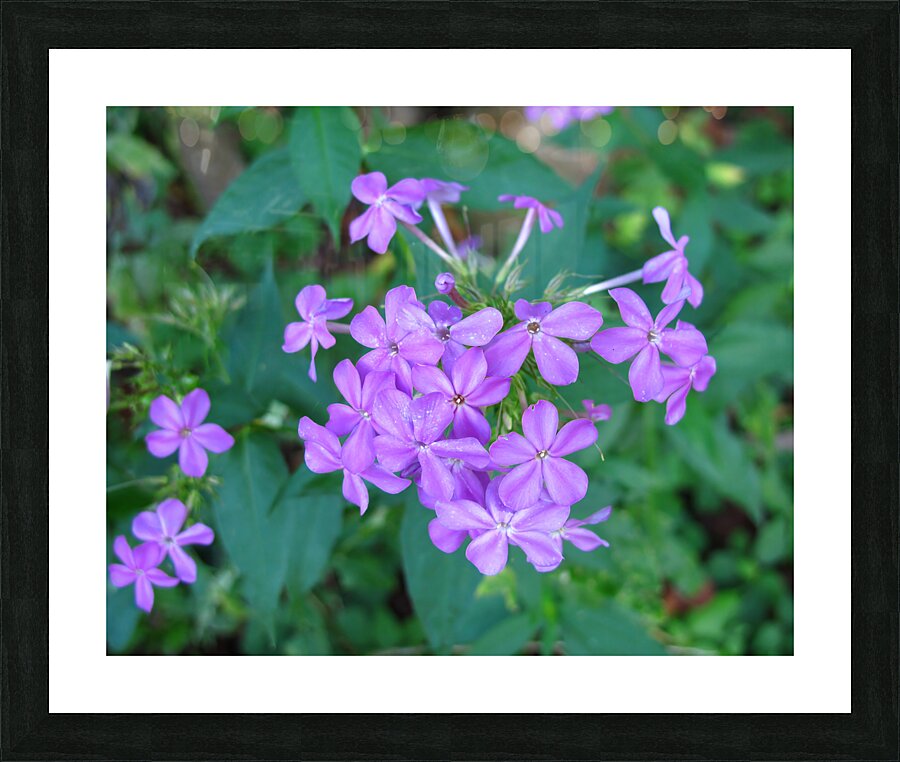 FlowersPlants 88 Picture Frame print