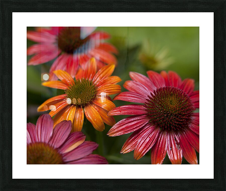 FlowersPlants90 Picture Frame print