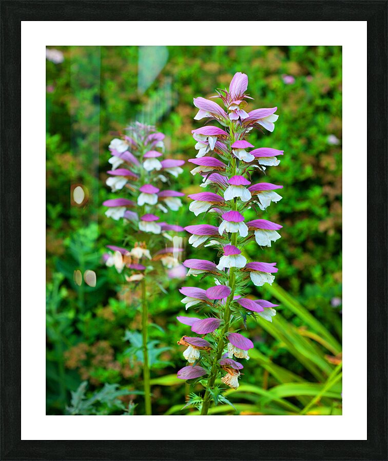 FlowersPlants 92 Picture Frame print