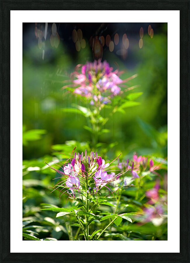 FlowersPlants 94 Picture Frame print