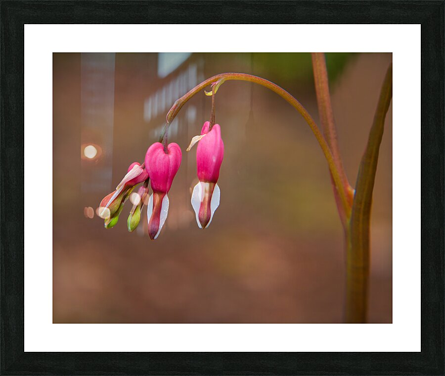 FlowersPlants 95 Picture Frame print
