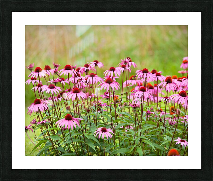 FlowersPlants 96 Picture Frame print