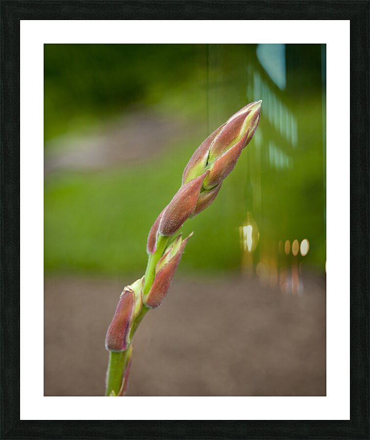 FlowersPlants 97 Picture Frame print
