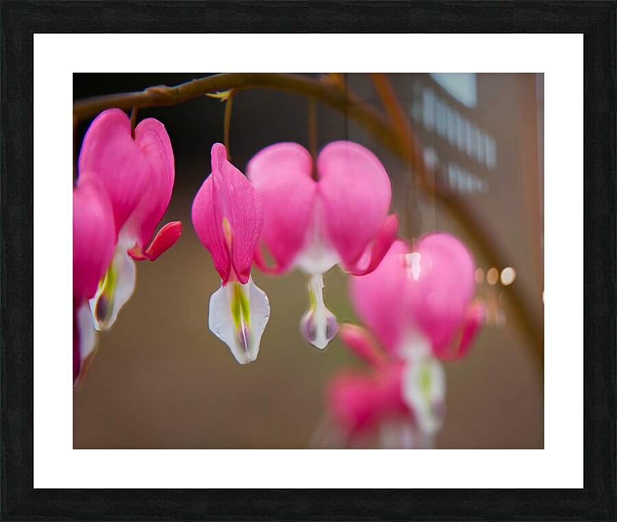 FlowersPlants 98 Picture Frame print