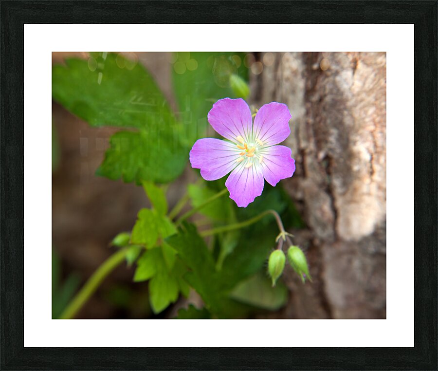 FlowersPlants 99 Picture Frame print