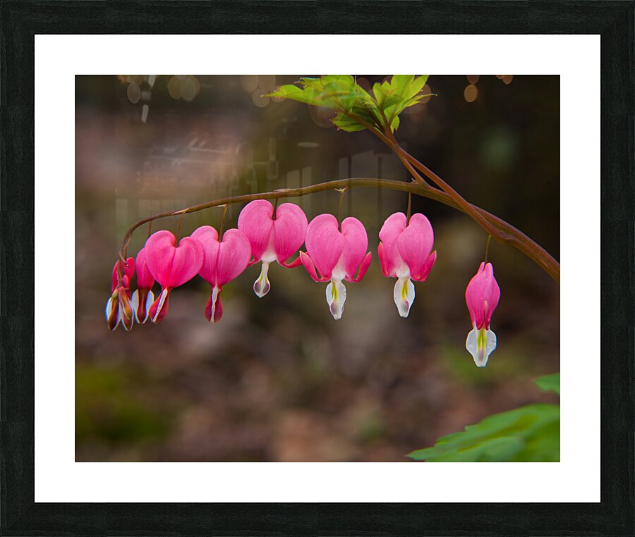 FlowersPlants 101 Picture Frame print