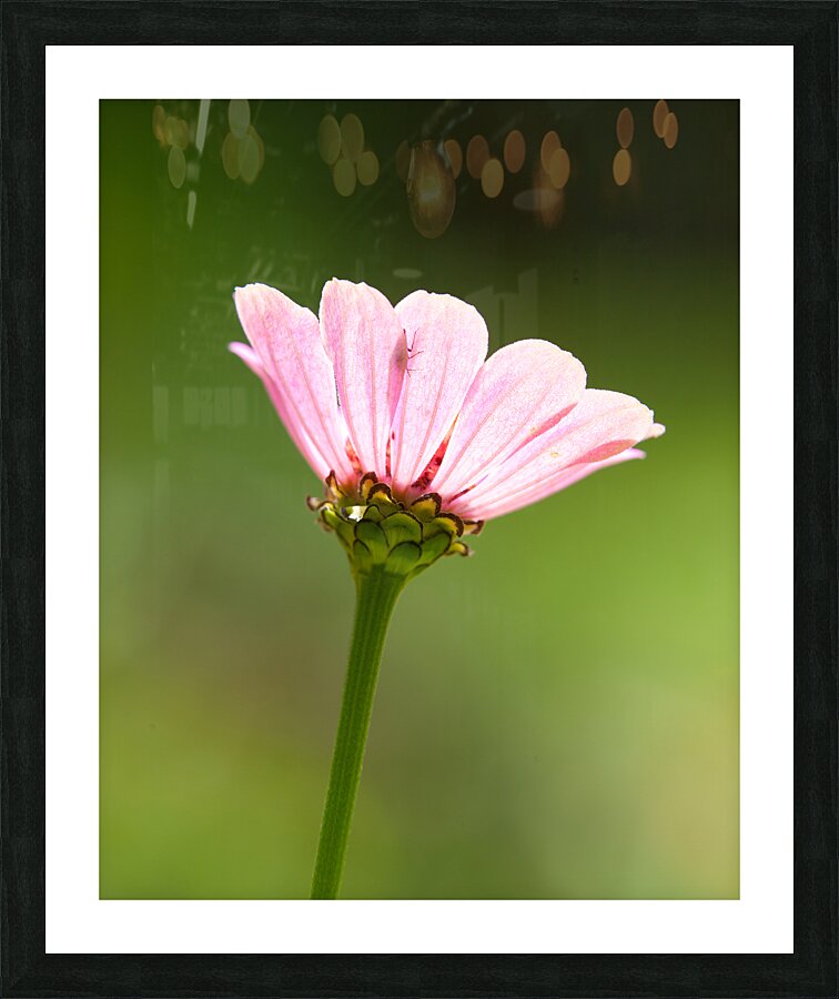 FlowersPlants 103 Picture Frame print