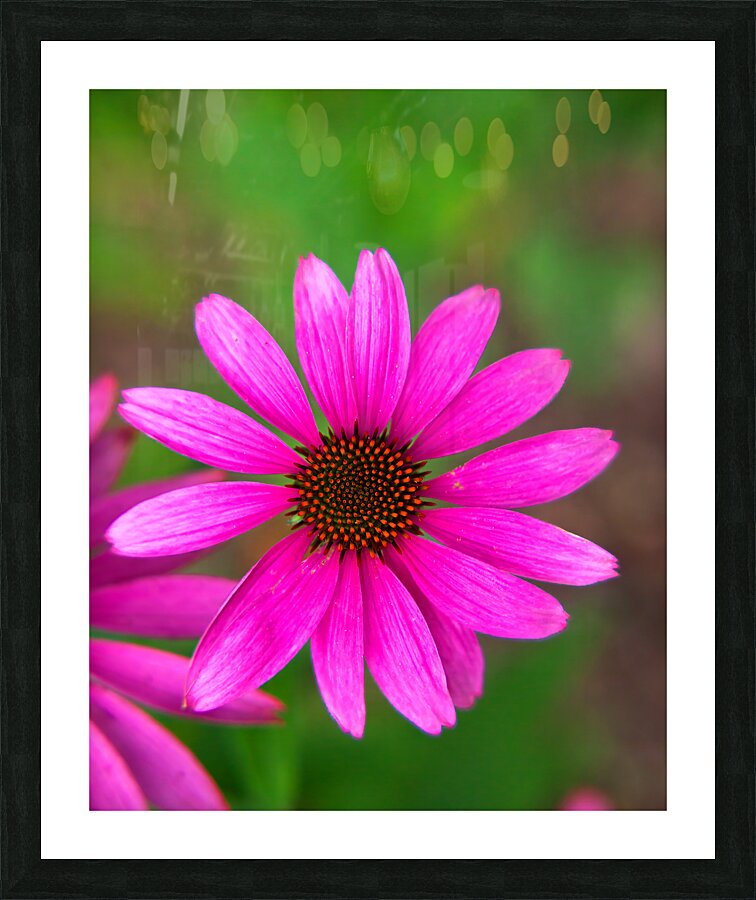 FlowersPlants 102 Picture Frame print