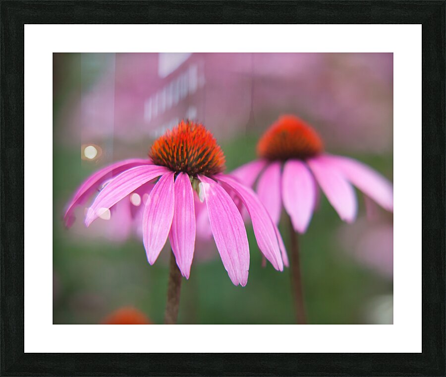 FlowersPlants 105 Picture Frame print
