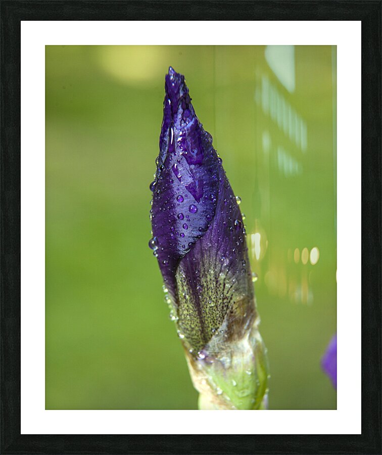 FlowersPlants 108 Picture Frame print