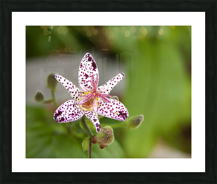 FlowersPlants 110 Picture Frame print